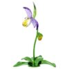 Florere Lady Slipper-orkidé