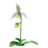 Florere Lady Slipper-orkidé