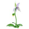 Florere Lady Slipper-orkidé