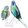 Jungle Beats-parakitpar Fife & Fifer Jungle Beats-parakitpar Fife & Fifer